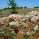 Volcanic rocks found on the winery property