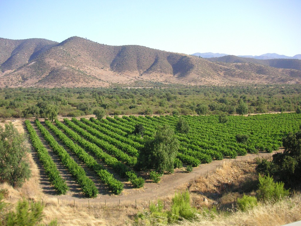 Vineyards in the Andes Mountains 