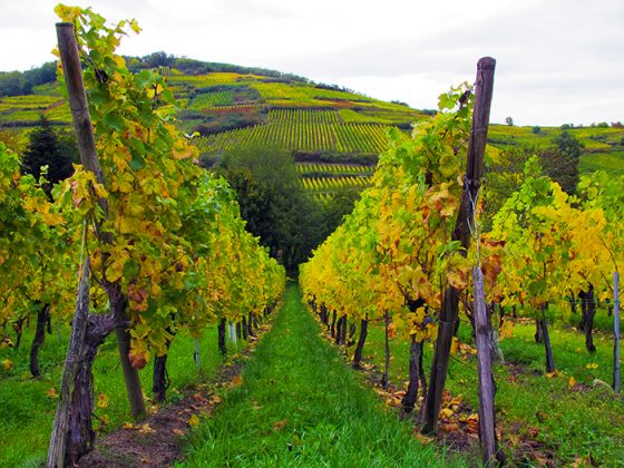 Alsace France Vineyards