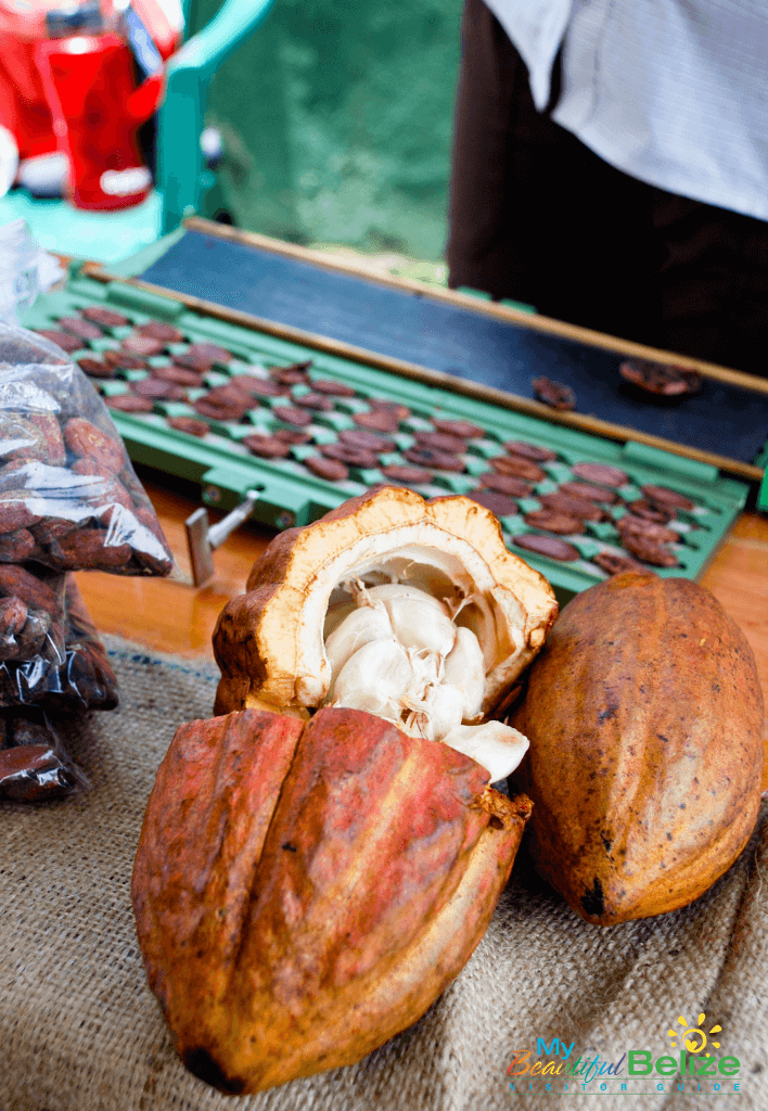 Cacao Pods -- what makes the great chocolate in Belize! Photo courtesy of My Beautiful Belize